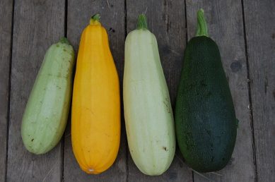 zucchine varietà